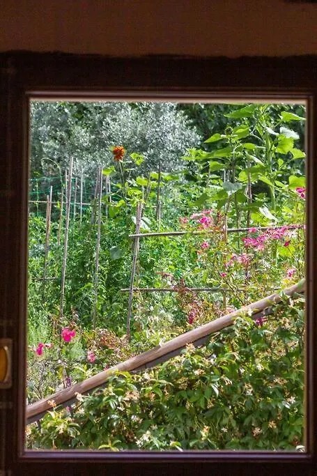 Appartamento Con Piscina E Giardino - Olivo Ghizzano